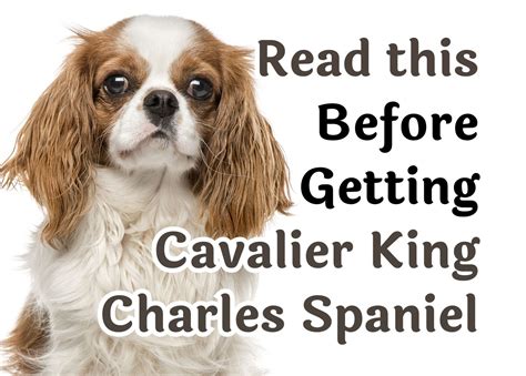 What Is The Difference Between King Charles Spaniel And Cavalier