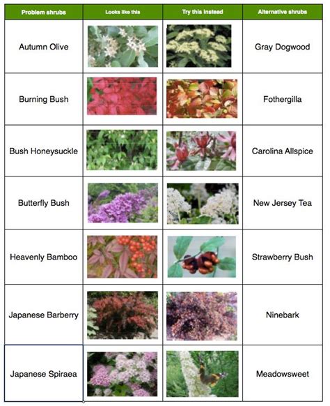 Shrubs Plants Name Gartenmöbel Planting Shrubs Shrubs Plants