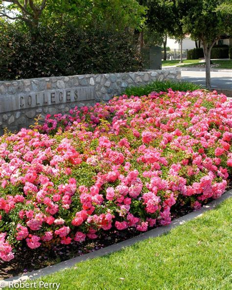 How To Care For Carpet Roses Ultimate Guide Update 03 2024