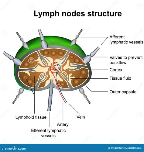 Lymph Nodes Structure Medical Vector Illustration Infographic On White