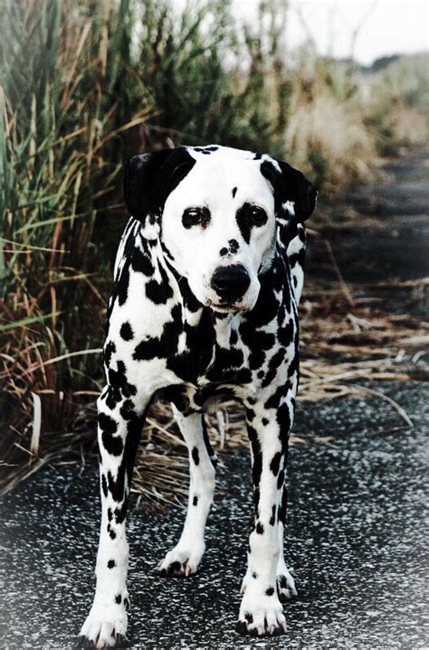 Dalmatian Girls Best Friend Best Friends Liver Spot Dalmatian Dogs