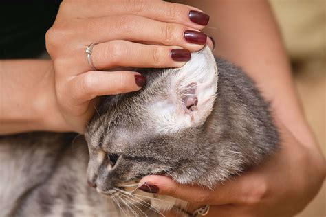 Everything You Need To Know About Ear Mites In Cats