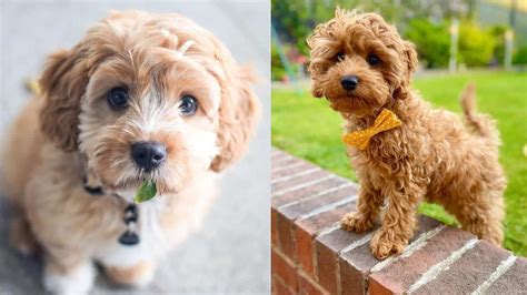 Cute Poodle Mixes Us Pets Love