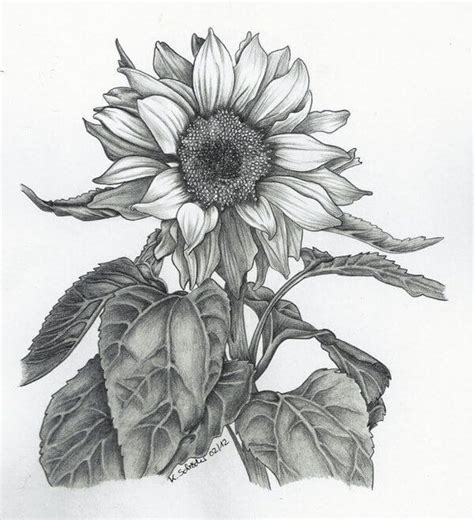 Gambar 15 Gambar Sketsa Bunga Pensil Mudah Dibuat Matahari Lukisan Di
