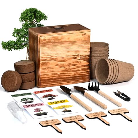 Buy Bonsai Tree Kit 4 Bonsai Tree With Complete Growing Kit And Wooden