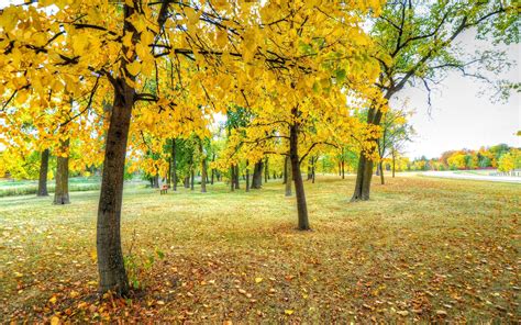 Park Trees Yellow Leaves Grass Autumn Wallpaper Nature And