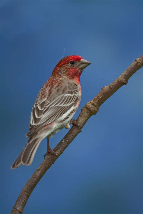 Northern California Bird Identification Mandyscharms