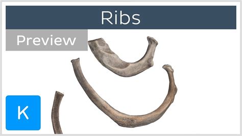 A rib has a flat body, as you can see from the picture of the anatomy of the human rib cage. Ribs (preview) - Types, Location & Landmarks - Human ...