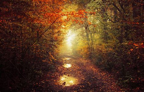 Wallpaper Autumn Leaves Fog Pathway Autumn Colors Path Mist Fall