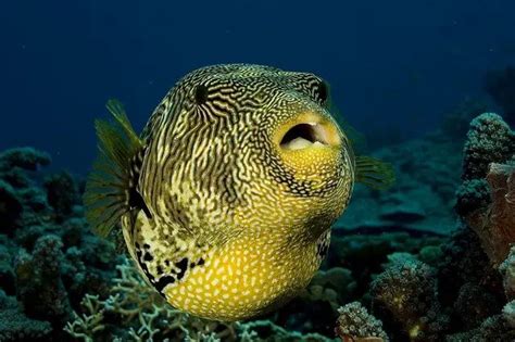 Puffer Fish Facts The Ultimate Puffer Fish Guide