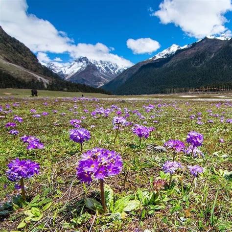 Yumthang Valley Of Flowers Best Time To Visit Yumthang Valley Of