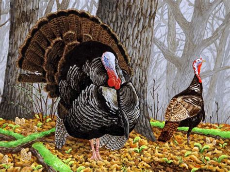 Wild Turkey Wallpaper 58 Images