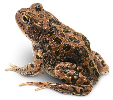 Frogs And Toads Different Types Of Frogs Dk Find Out
