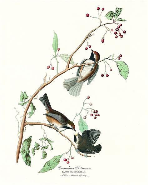 Set Of 2 Birds Prints Audubon Bird Prints Vintage Birds Etsy