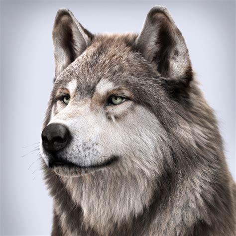 Wolfs Portrait Gallery Area By Autodesk