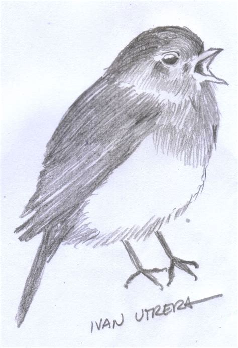 Dibujo Pájaro A Lápiz Pajarito Dibujo Dibujos De Pájaro Dibujos