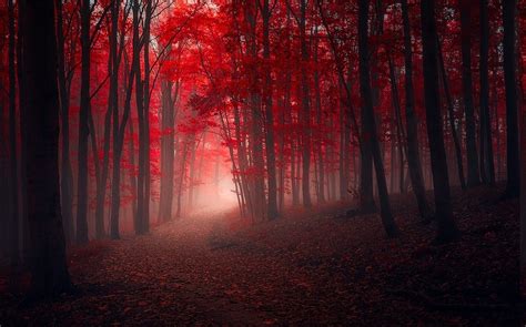 Nature Landscape Trees Fall Red Path Leaves Mist Forest Sunrise