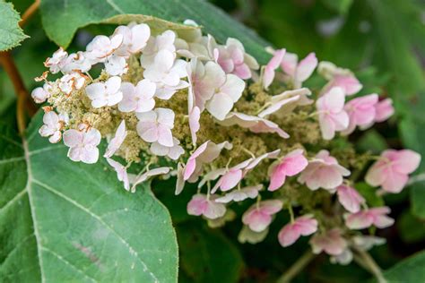 How To Grow And Care For Oakleaf Hydrangea