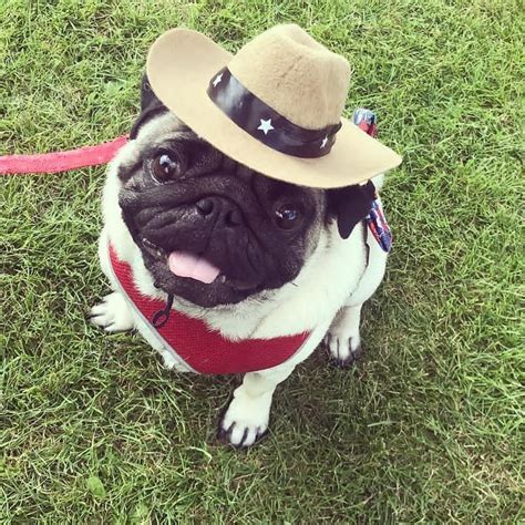Pet Dog Or Cat Can Cowboy Hat Perfect For A Wild West Party Pugs In