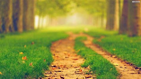 Free Download Path Hd Wallpaper Background Image 2560x1600 Id373620