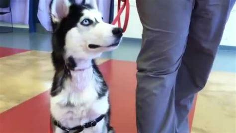 Veterinarian pippa elliott mrcvs suggests. Photos: Dog with deep neck wound brought to Pittsburgh shelter