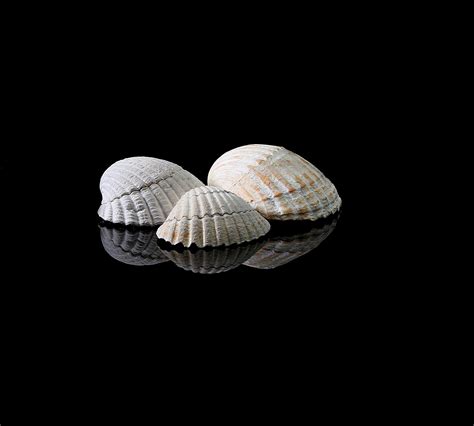 Shells Sea Beach Free Photo On Pixabay Pixabay