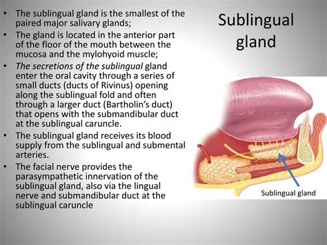Ppt Salivary Glands And Saliva Powerpoint Presentation Free Download