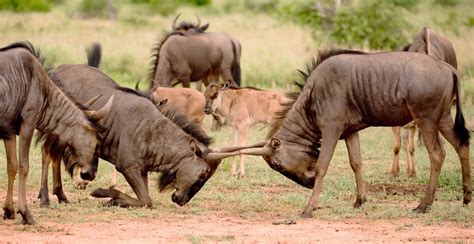 Free Stock Photo Of Animal Safari Wild Animals