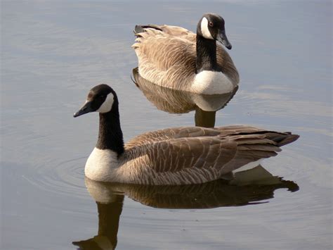 Free Images Outdoor Wing Lake Wildlife Beak Two Floating Fauna
