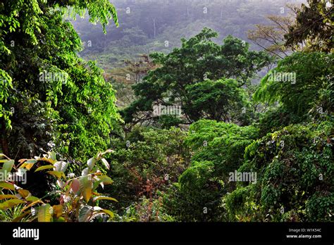 Landscape Tropical Rainforest Lush Vegetation With Plants And Some