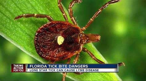 Female Lone Star Tick By Science Source Ph