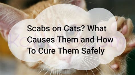 Scabs On Cats Are Caused By Miliary Dermatitis Which Takes On Many