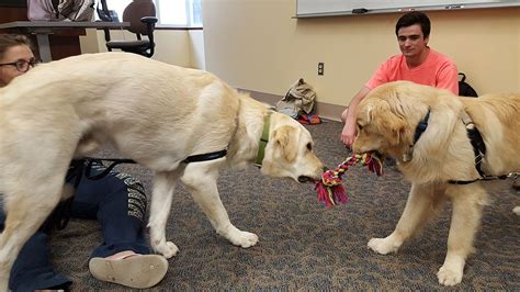 Pin By Wvu Libraries On Therapy Dogs At The Library Dogs Therapy