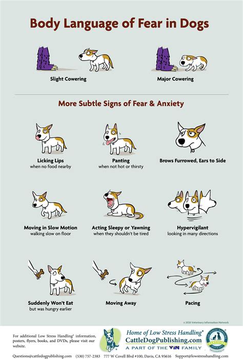 Body Language Of Fear In Dogs Poster Free Download Or Donation