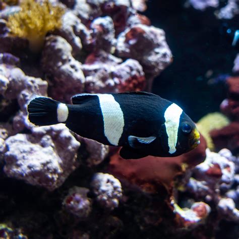 Ora Captive Bred Premium Black Snowflake Clownfish Fish And Coral Store