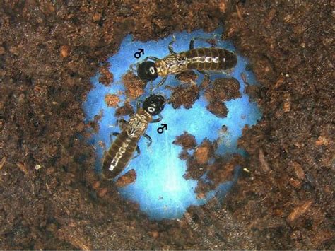 Male Termites Pair Up When Females Are Scarce Live Science