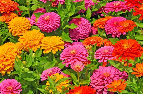 Bright colors and the wafting scent of perfumed flowers tell bees that there's food nearby. The Best Plants to Attract Bees