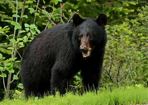 Black Bear Ursus Americanus Wells Gray Provincial Park C Flickr