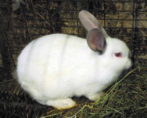 New Zealand White Rabbits Barbara Rainford