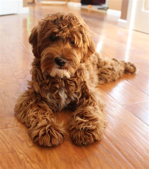 Florida australian labradoodles in orlando fl we have 20 yrs & breed all sizes and colors, our doodles live all over u.s. Australian Labradoodle puppies available, Oregon and ...