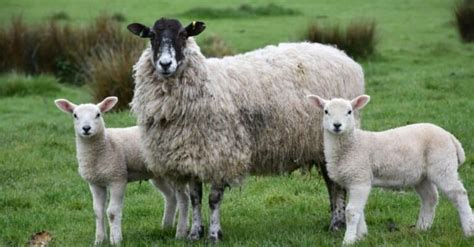 Lambs Vs Sheep — 5 Major Differences Explained A Z Animals