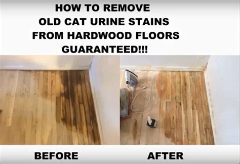 Removing Cat Urine From Tile Floors Clsa Flooring Guide