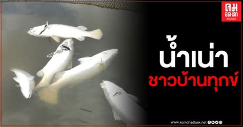Derived terms  edit  แฉอ่าวปากพนังวิกฤติ "ทะเลเน่า" ปลาและสัตว์น้ำลอยตายเกลื่อน ...