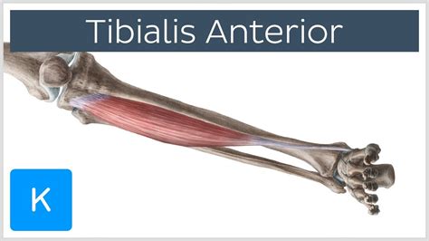 Insertion Of Tibialis Anterior Musculoskeletal