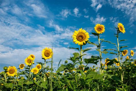 The Instagram Famous Field Of Sunflowers In Montgomery County Is In