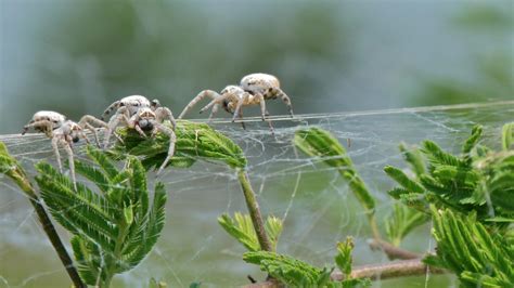 Virgin Female Spiders Found Willing To Give Themselves Up To Being Eaten Alive By Spiderlings