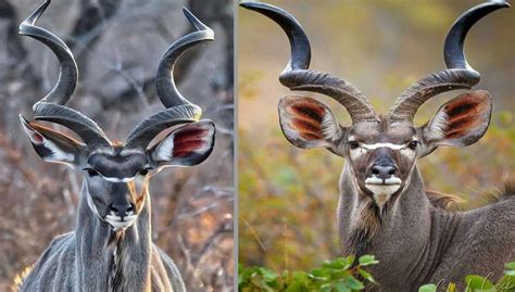 Meet The Greater Kudu The African Antelope With Symmetrical Spiral