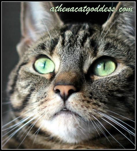 Athena Cat Goddess Wise Kitty Wordless Whiskerswednesday