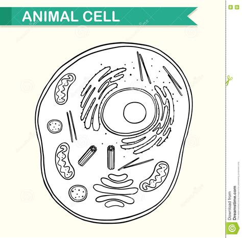 Diagrama Que Muestra La Célula Animal Ilustración Del Vector