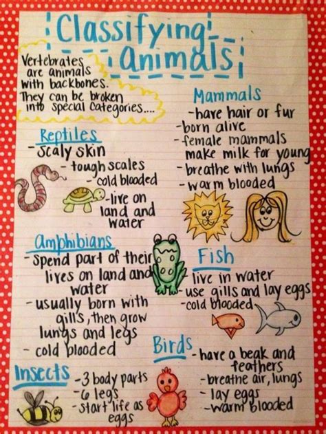 The Animal Classification Anchor Chart I Made For My First Grade By